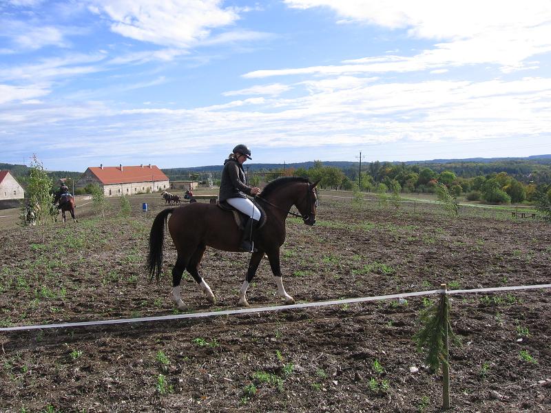 Hřebec Pegas